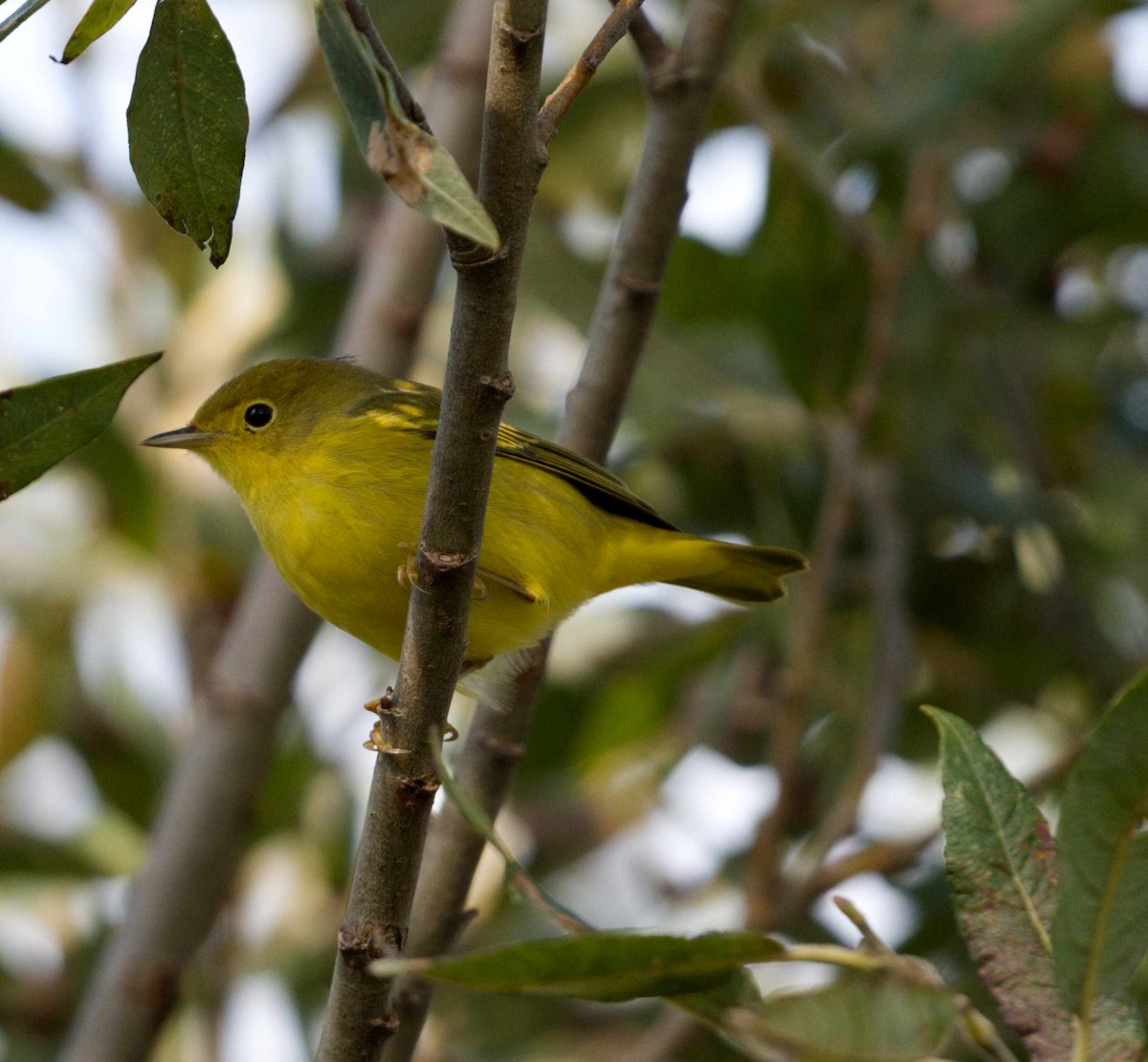 Northern Yellow Warbler - ML611166984