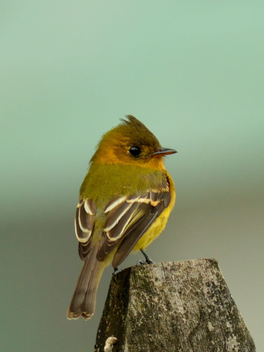 Tufted Flycatcher - Alex Molina