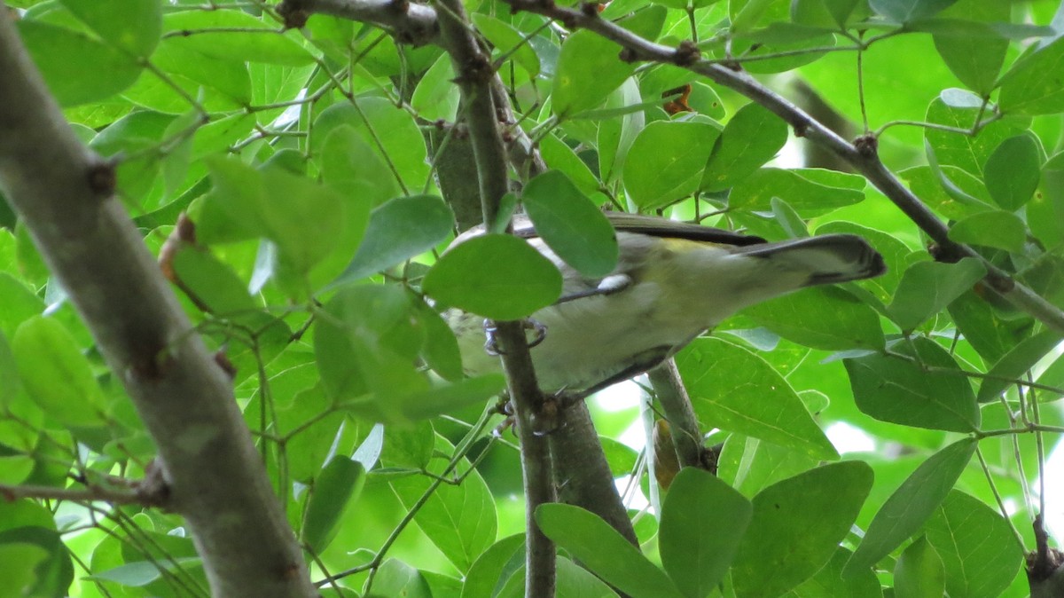 Cape May Warbler - ML611167032