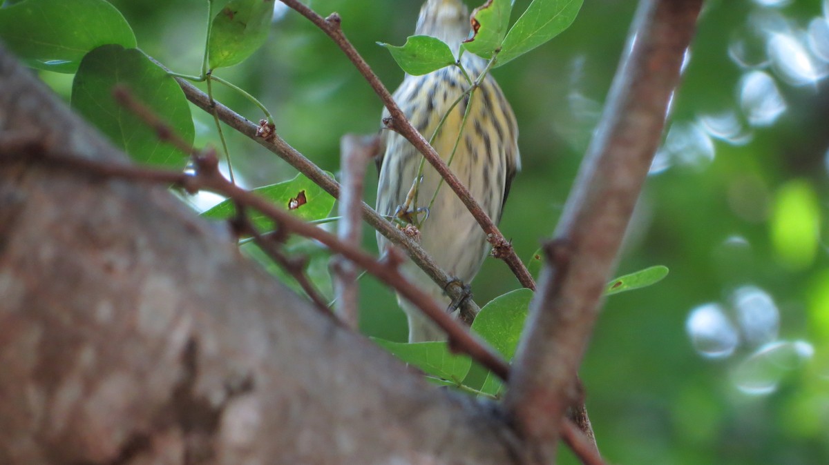 Cape May Warbler - ML611167033