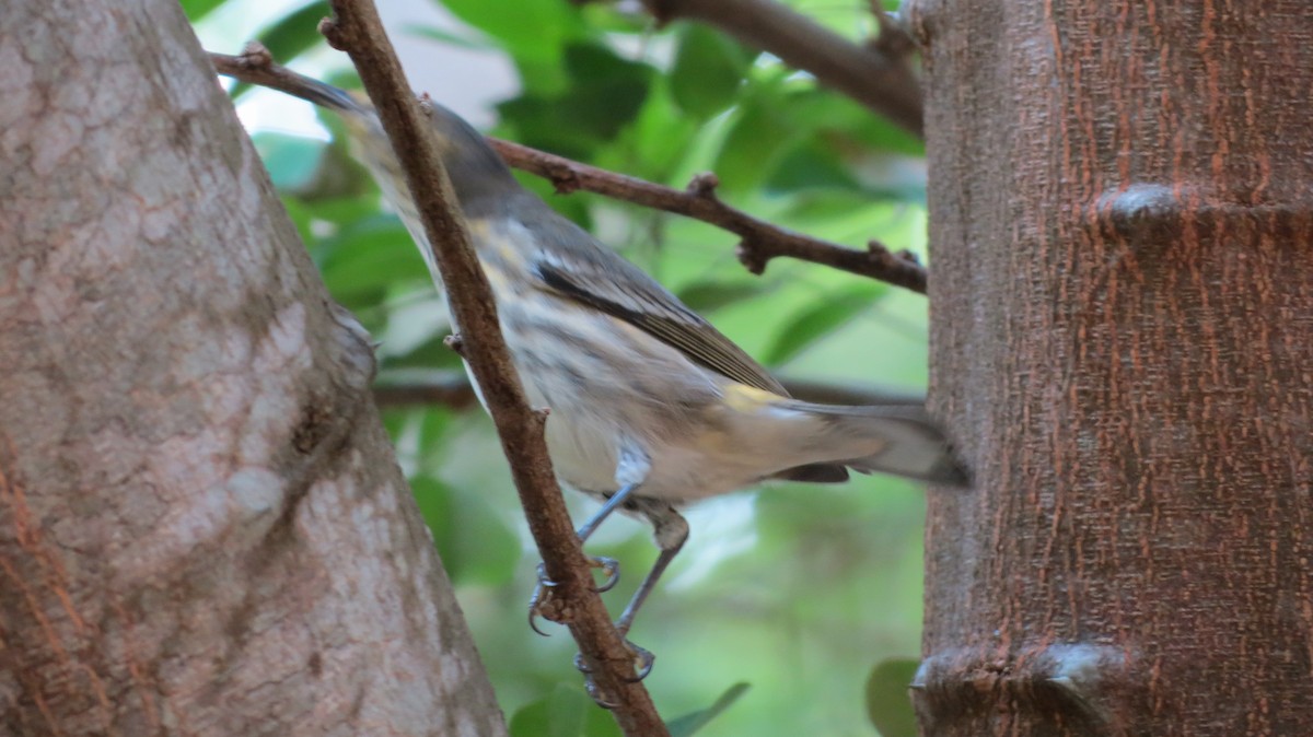 Cape May Warbler - ML611167035