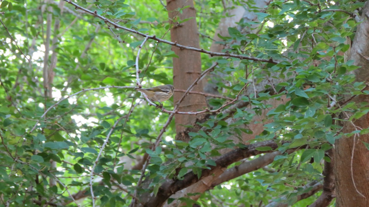 Cape May Warbler - ML611167038