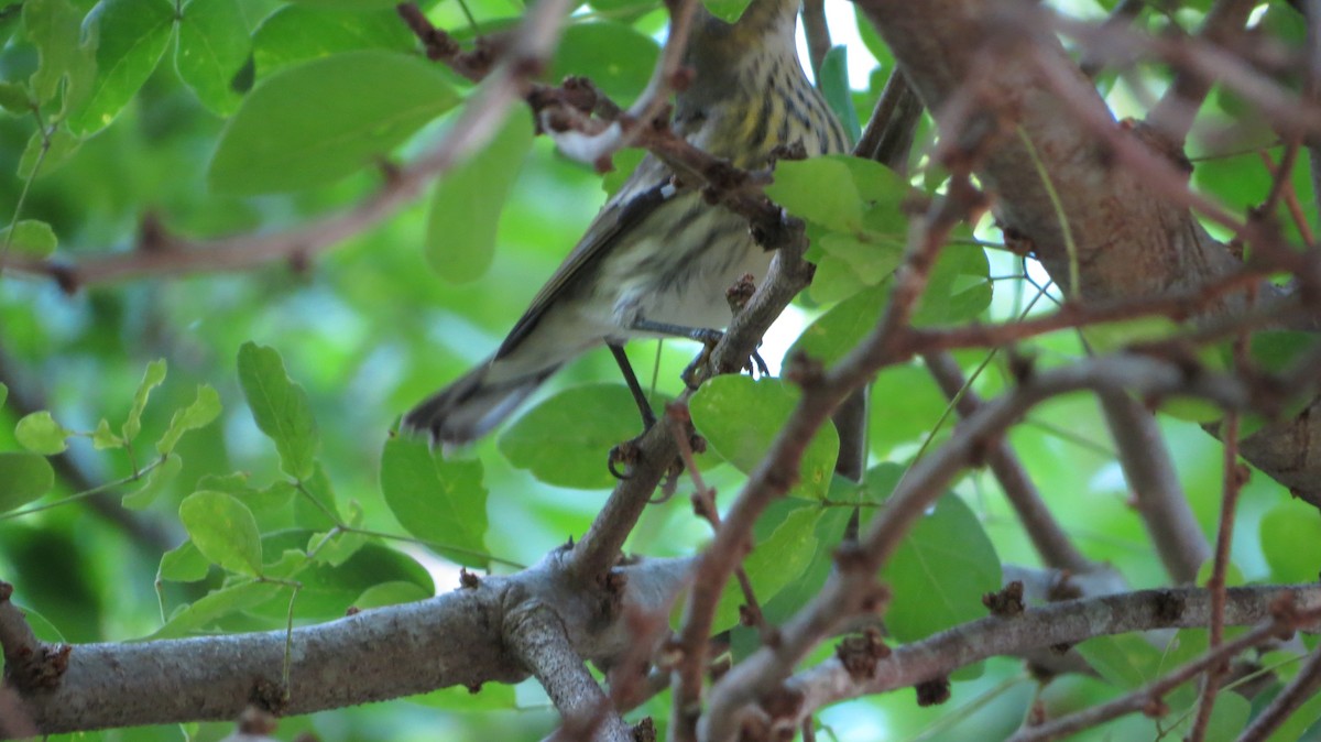 Cape May Warbler - ML611167040