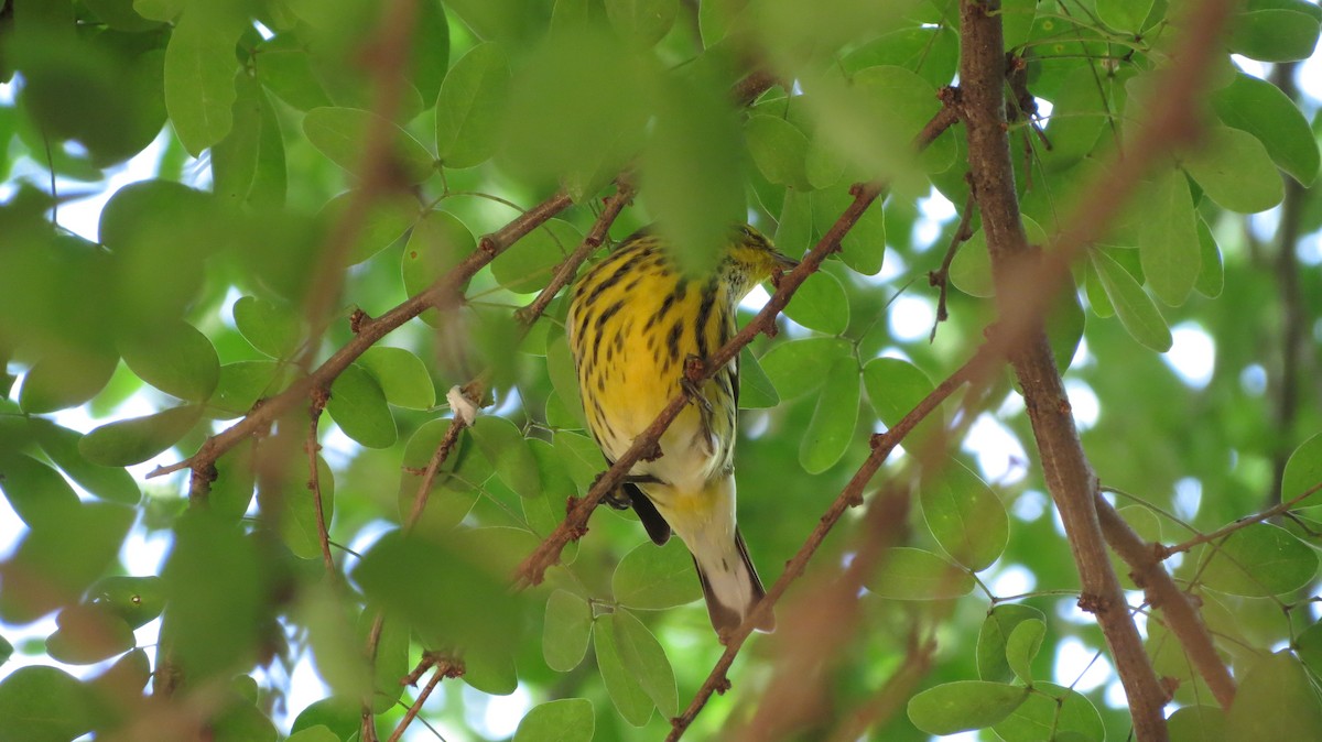 Cape May Warbler - ML611167045