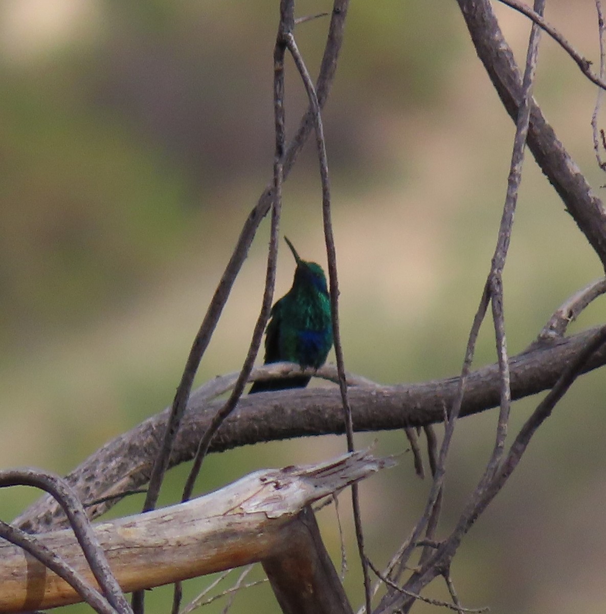 Sparkling Violetear - ML611167318