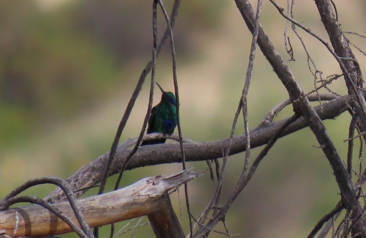 Sparkling Violetear - ML611167319