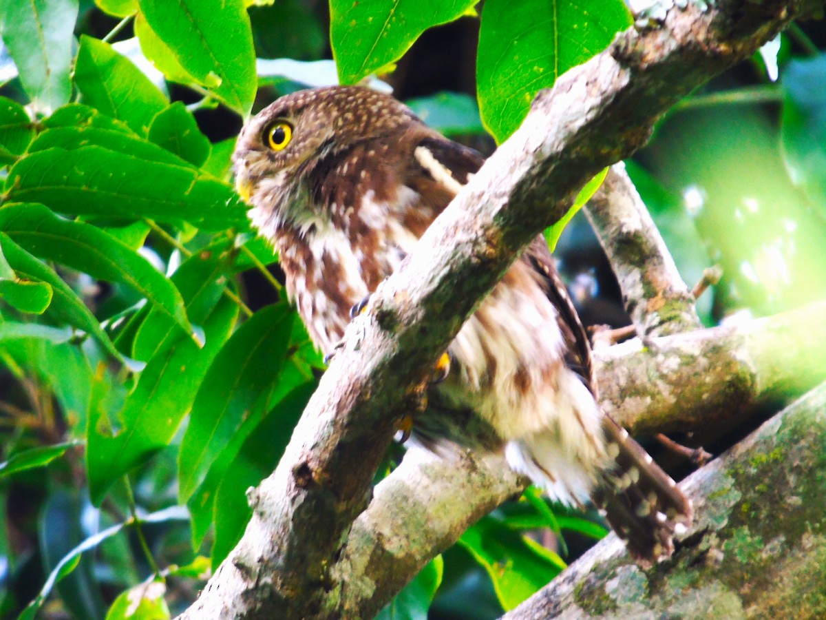 Ferruginous Pygmy-Owl - ML611167339