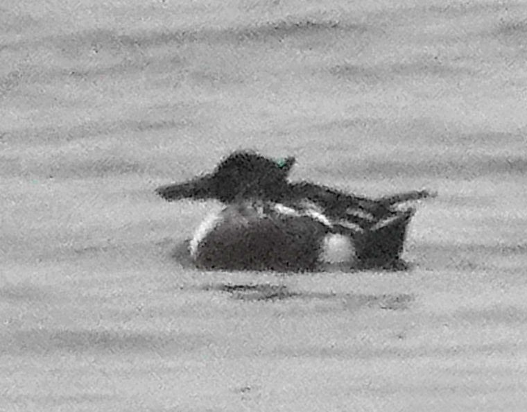 Northern Shoveler - ML611167345