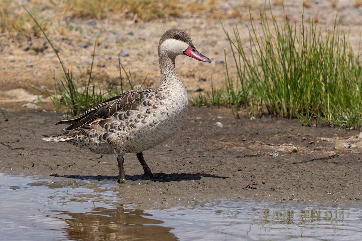 Red-billed Duck - ML611167420