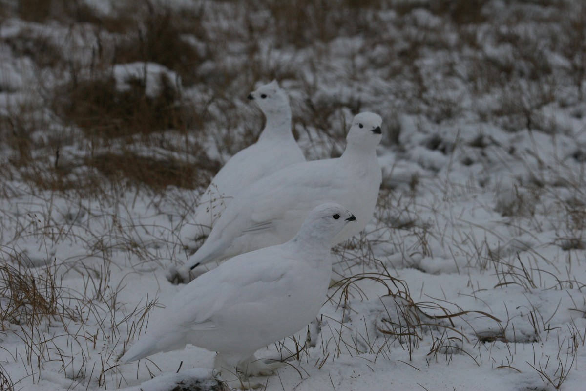 Willow Ptarmigan - ML611167453