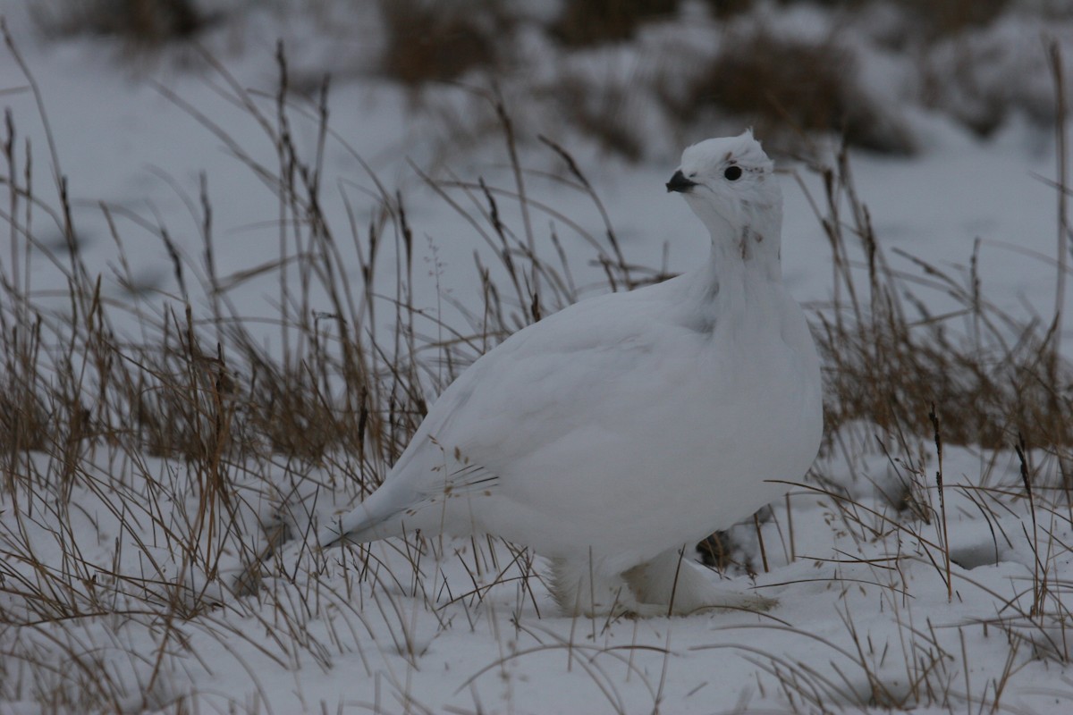 Willow Ptarmigan - ML611167466