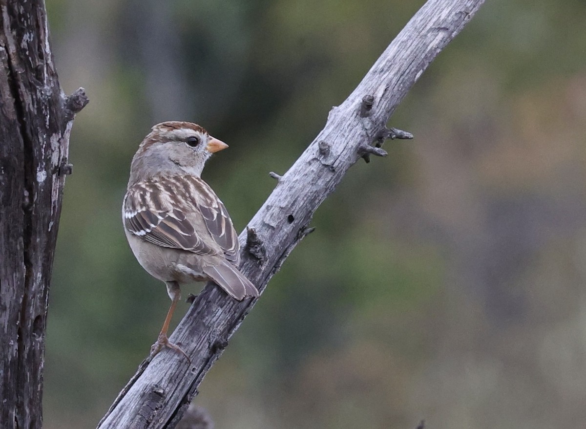 White-crowned Sparrow - Millie and Peter Thomas