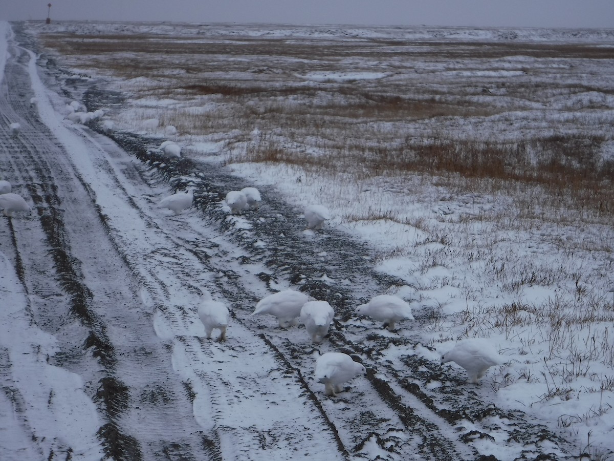 Willow Ptarmigan - ML611167536
