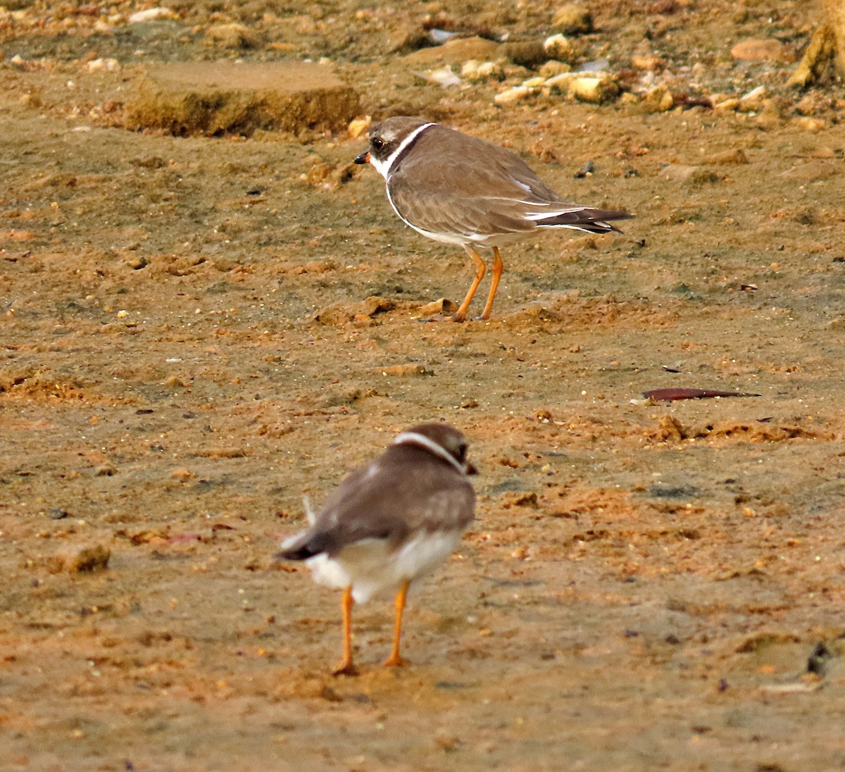 Semipalmated Plover - ML611167588