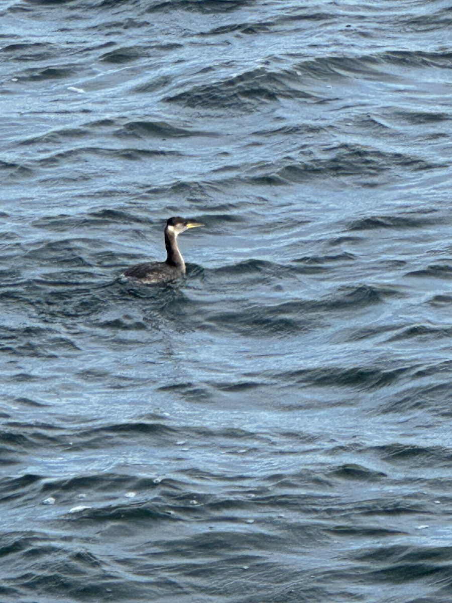 Red-necked Grebe - ML611167626