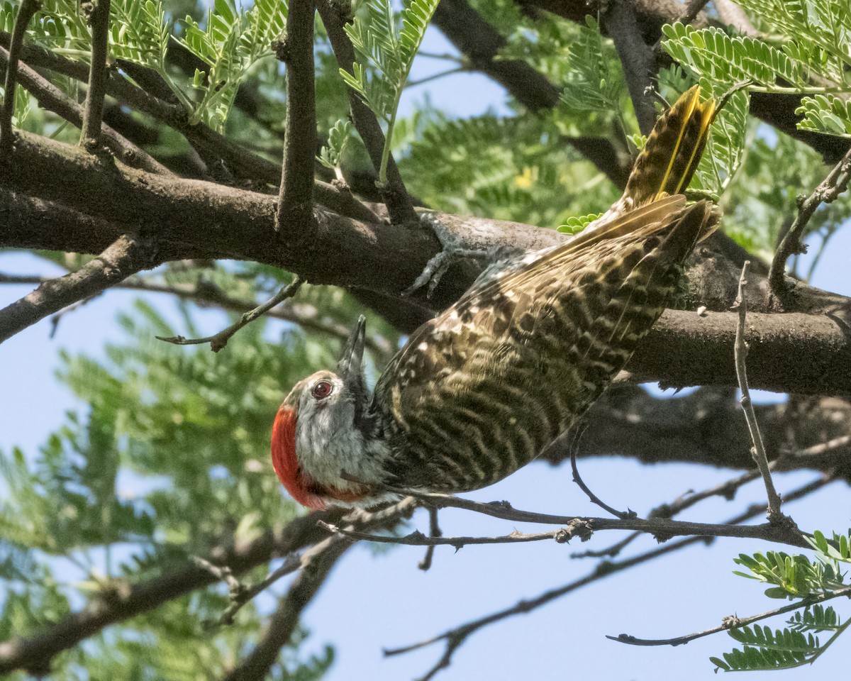 Cardinal Woodpecker - Karl Wirth