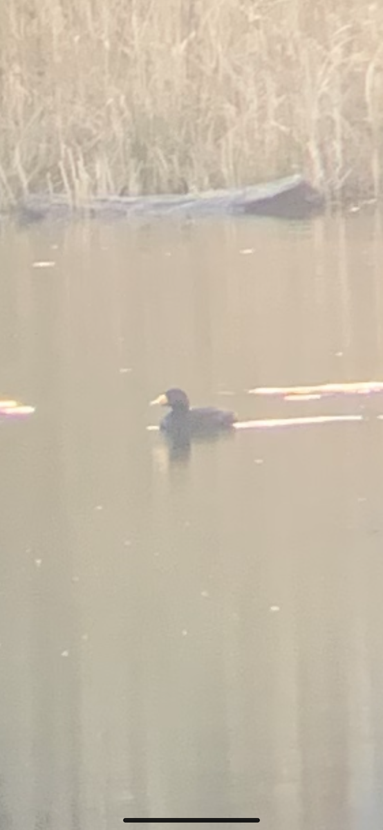 Black Scoter - ML611167846