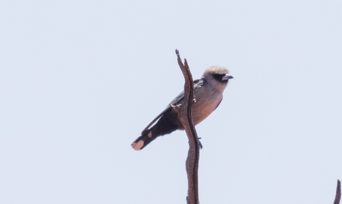 Black-faced Woodswallow - ML611167943