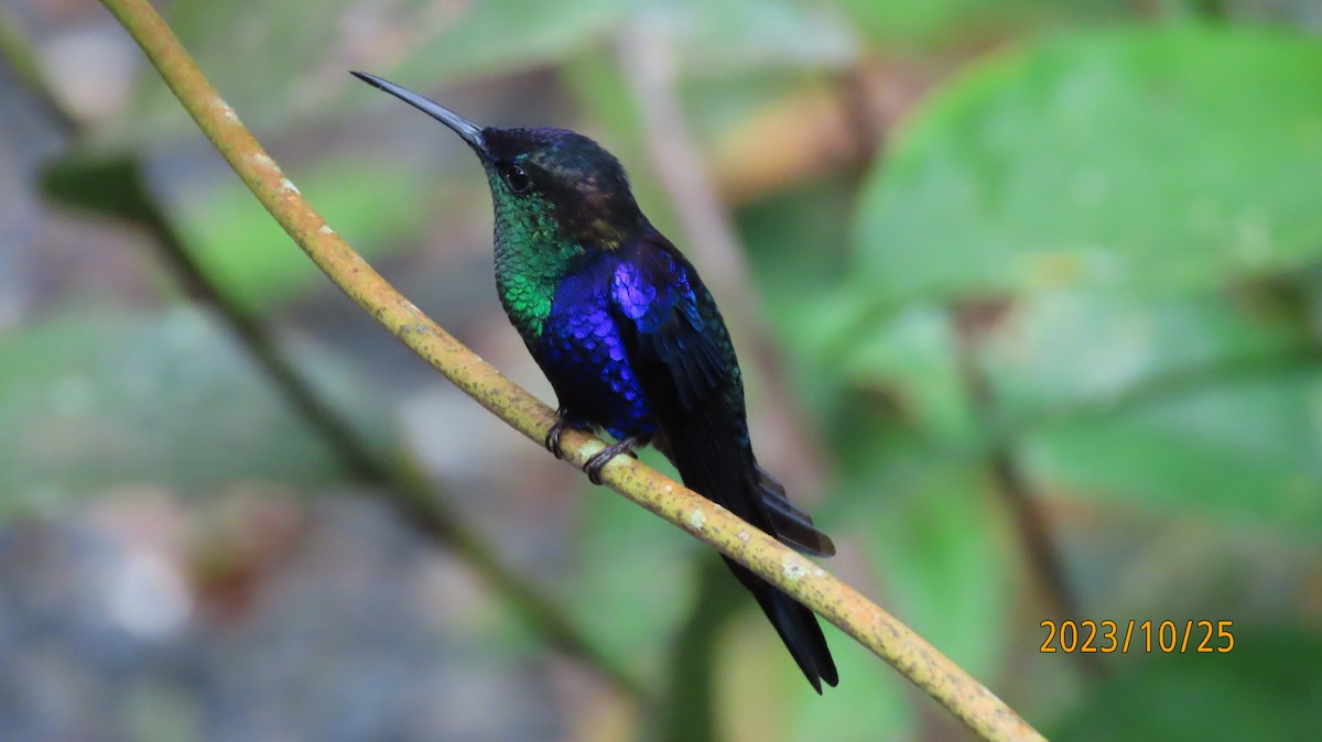 Crowned Woodnymph (Northern Violet-crowned) - ML611167962