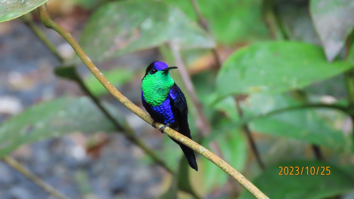 Crowned Woodnymph (Northern Violet-crowned) - Paul Wolter