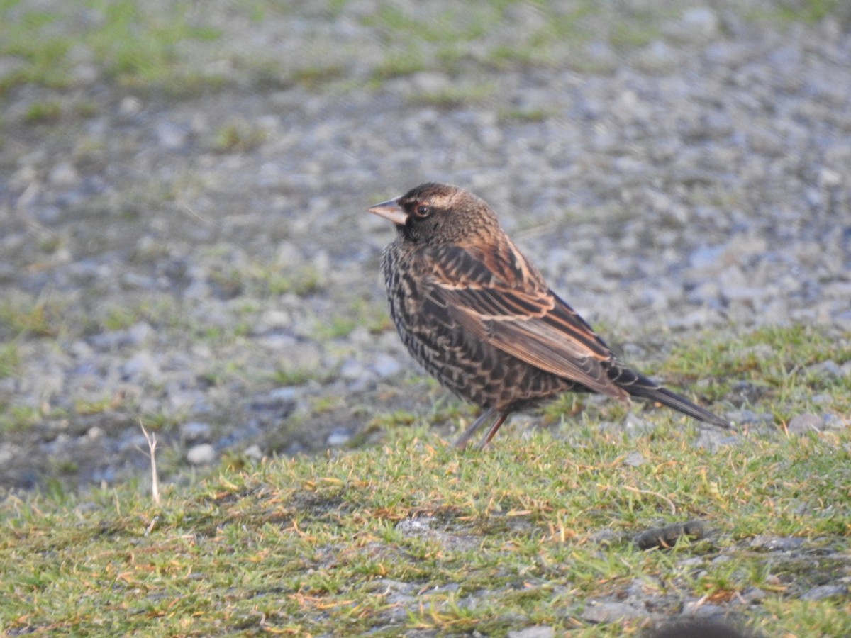 Red-winged Blackbird - ML611168050