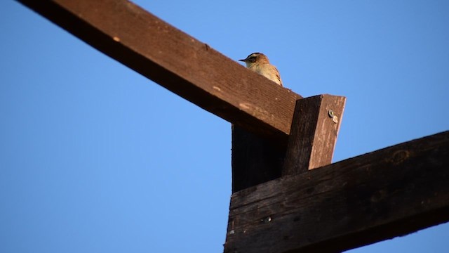 Sedge Warbler - ML611168069