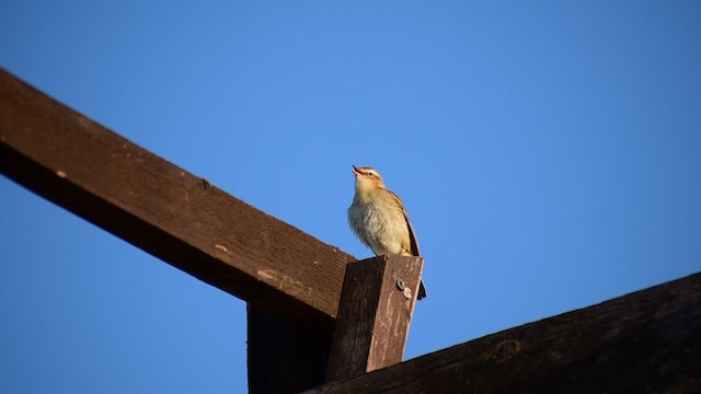 Sedge Warbler - ML611168074