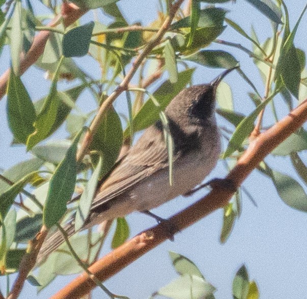 Black Honeyeater - ML611168081