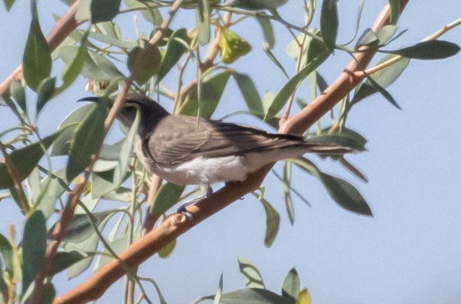 Black Honeyeater - ML611168082