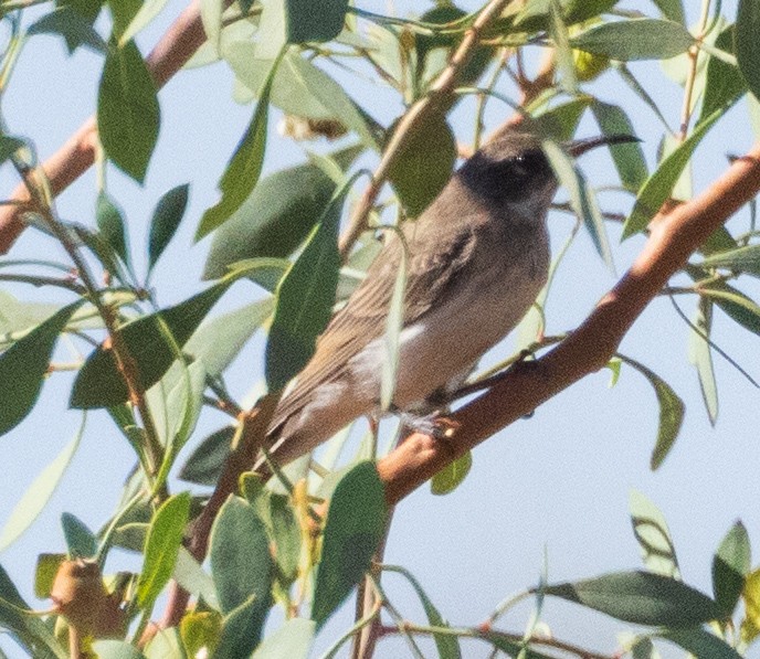 Black Honeyeater - ML611168083