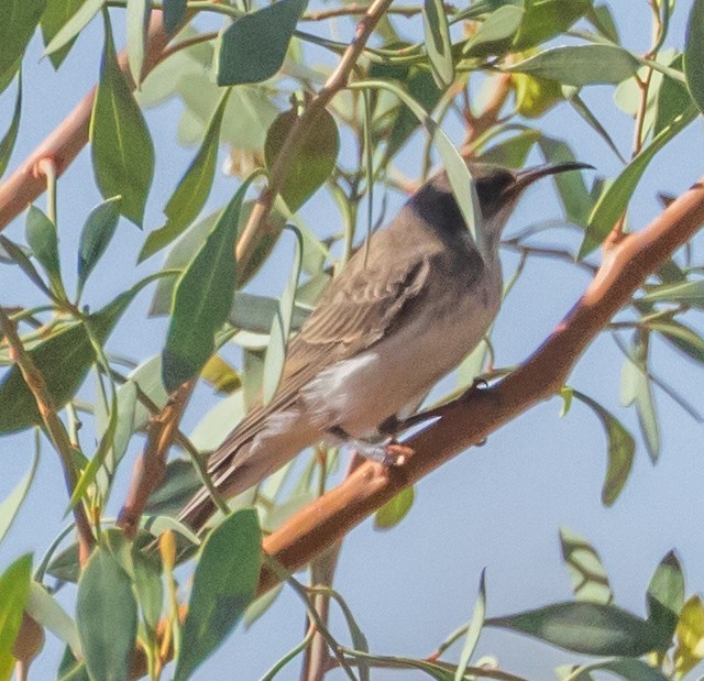 Black Honeyeater - ML611168084