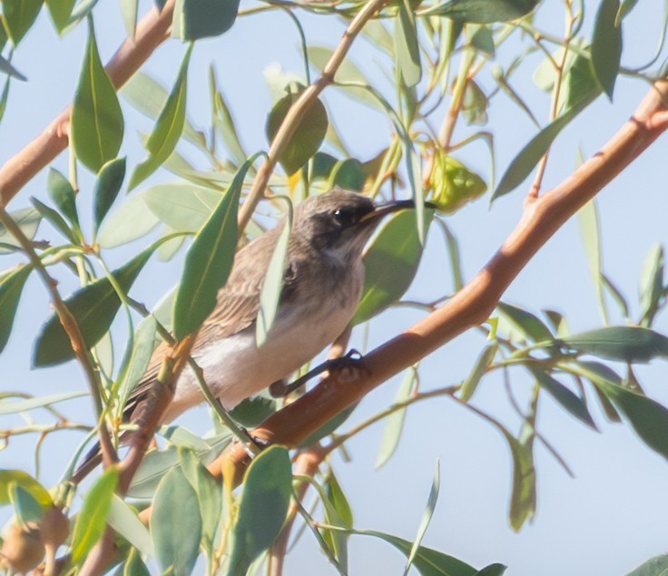 Black Honeyeater - ML611168085