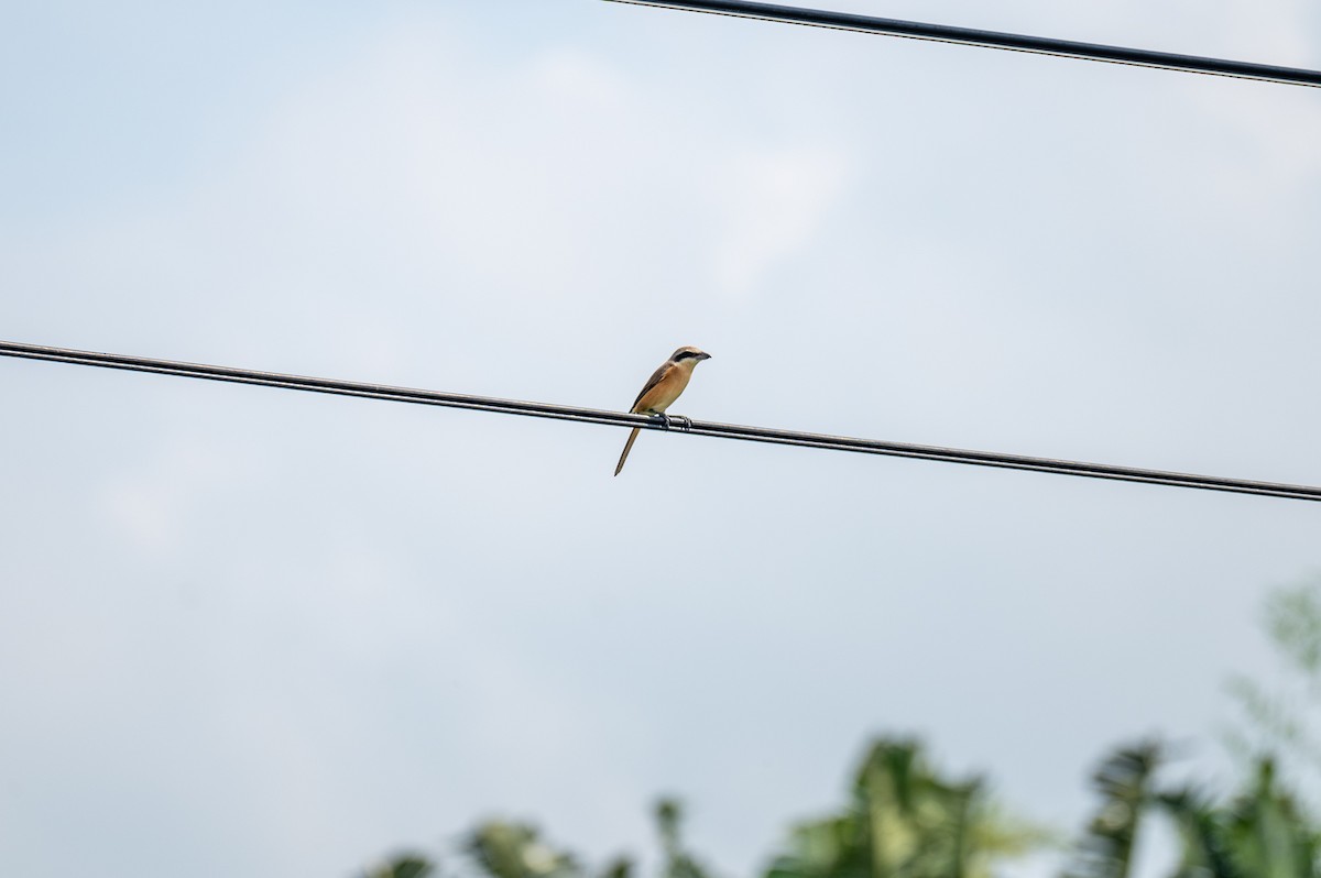 Brown Shrike - ML611168181