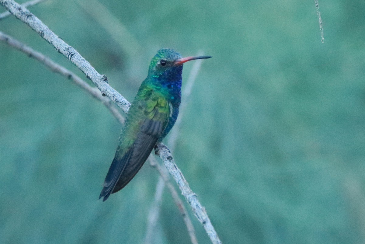 Broad-billed Hummingbird - Andrew Core