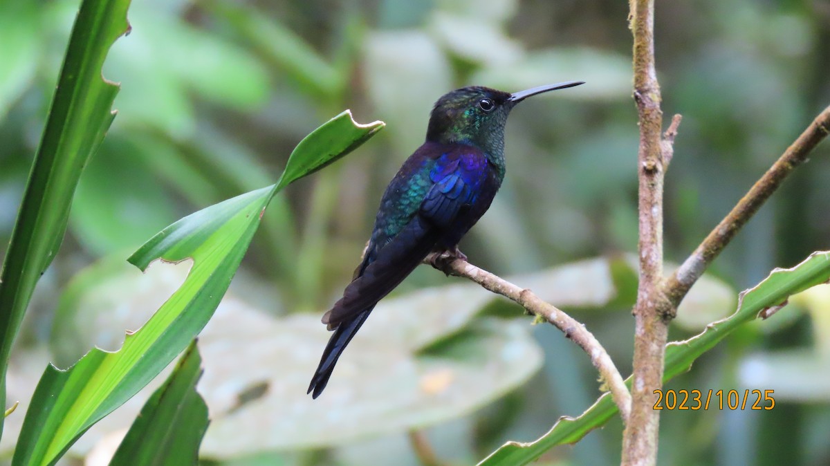 Crowned Woodnymph (Northern Violet-crowned) - ML611168248