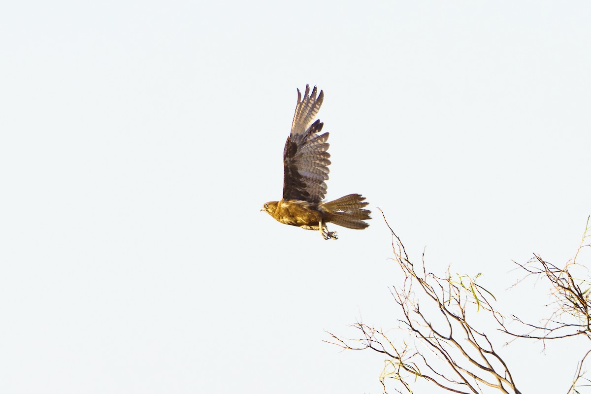 Brown Falcon - ML611168281