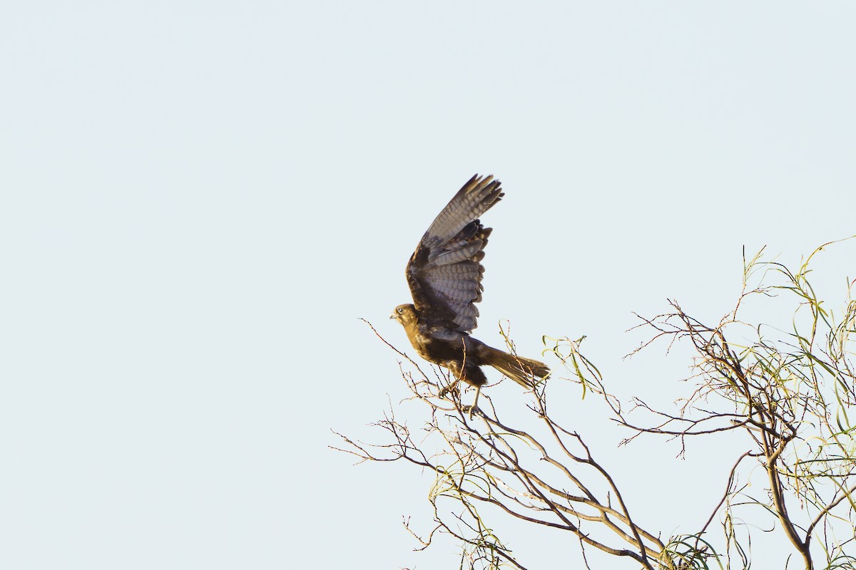 Brown Falcon - ML611168282