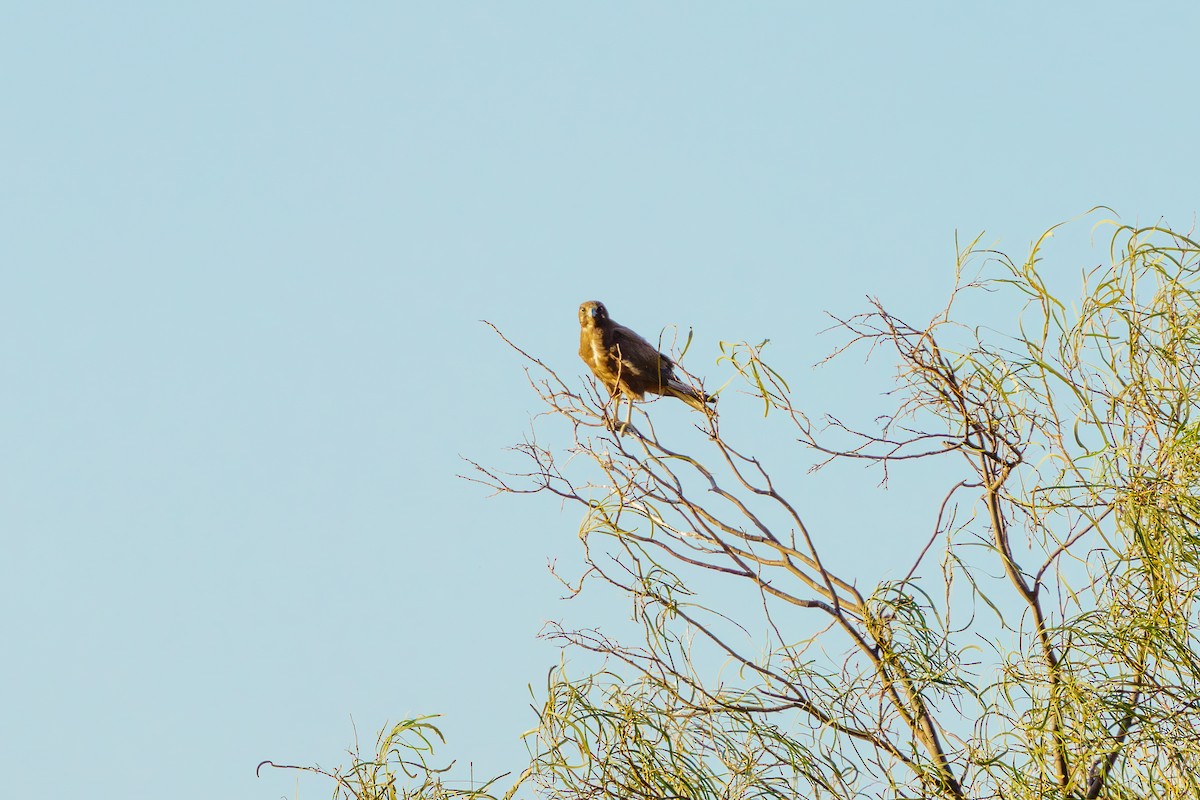 Brown Falcon - ML611168283