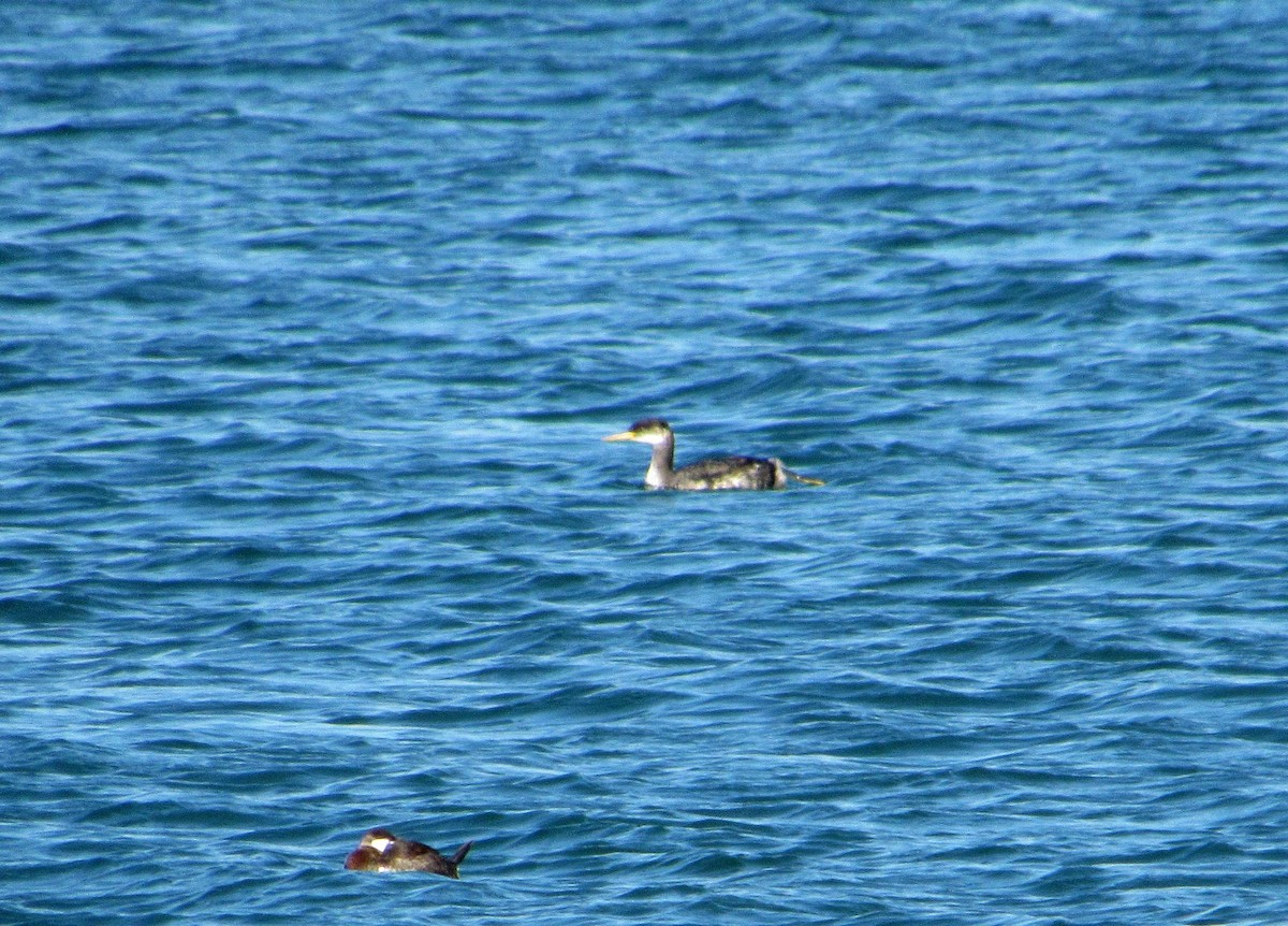 Red-necked Grebe - ML611168327