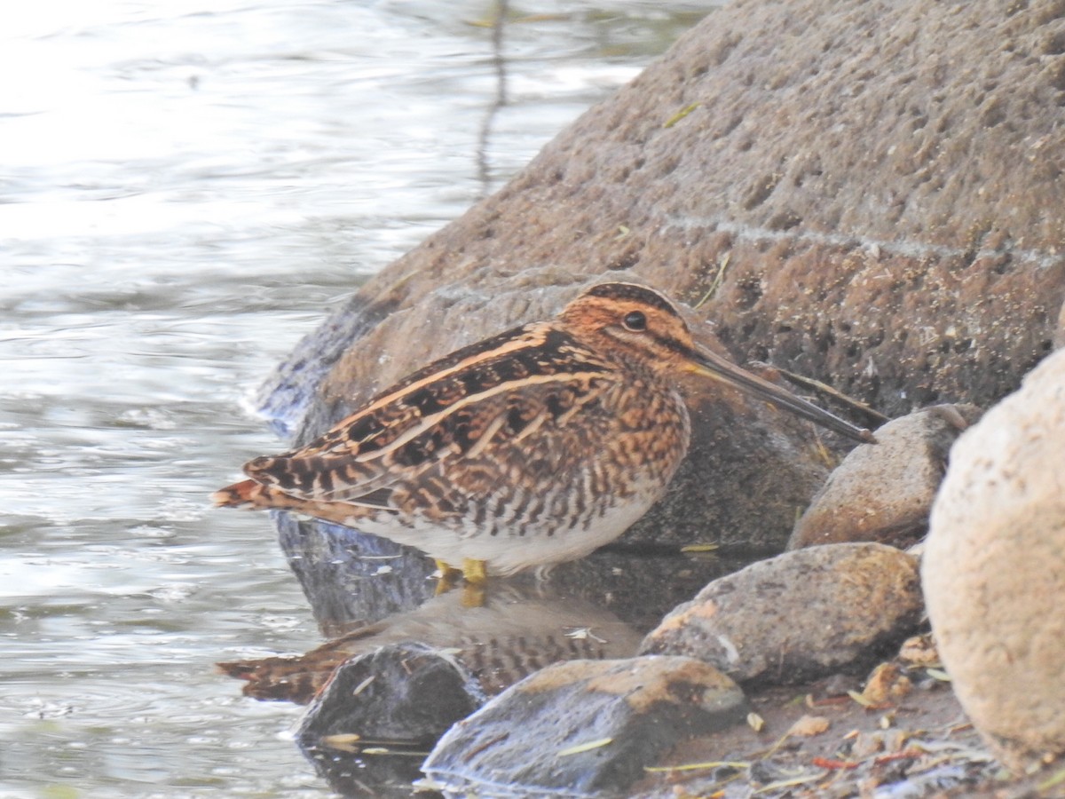 Wilson's Snipe - ML611168329