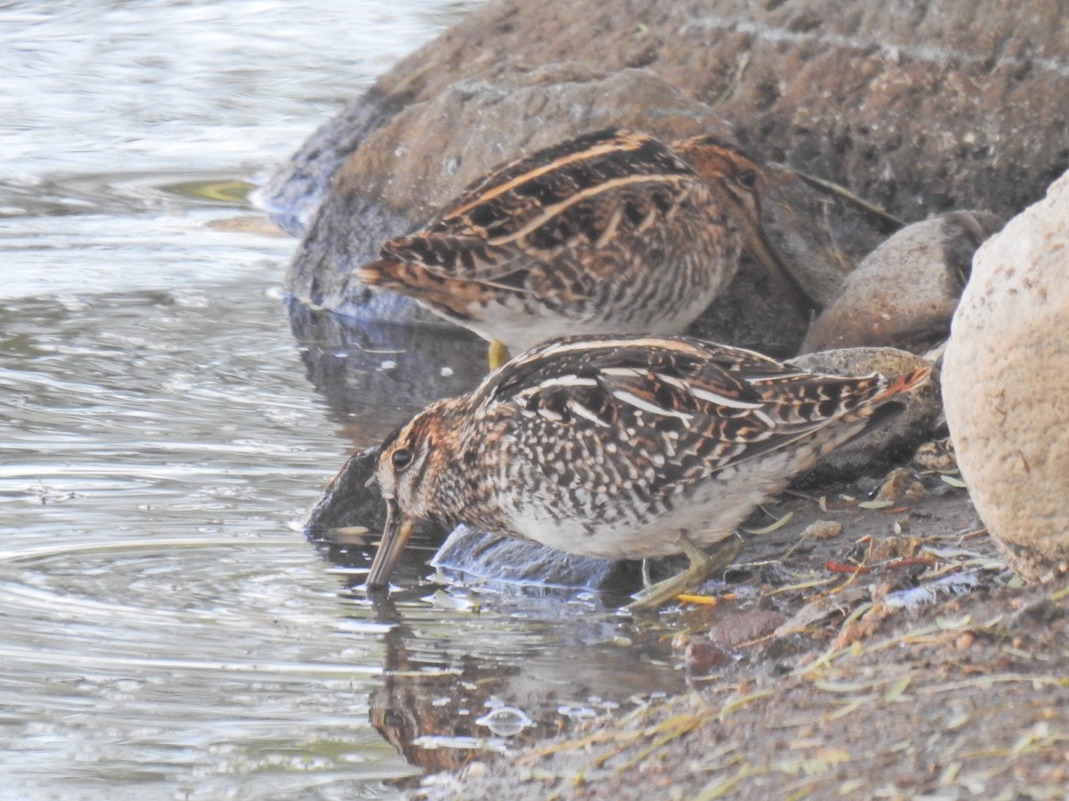 Wilson's Snipe - ML611168330