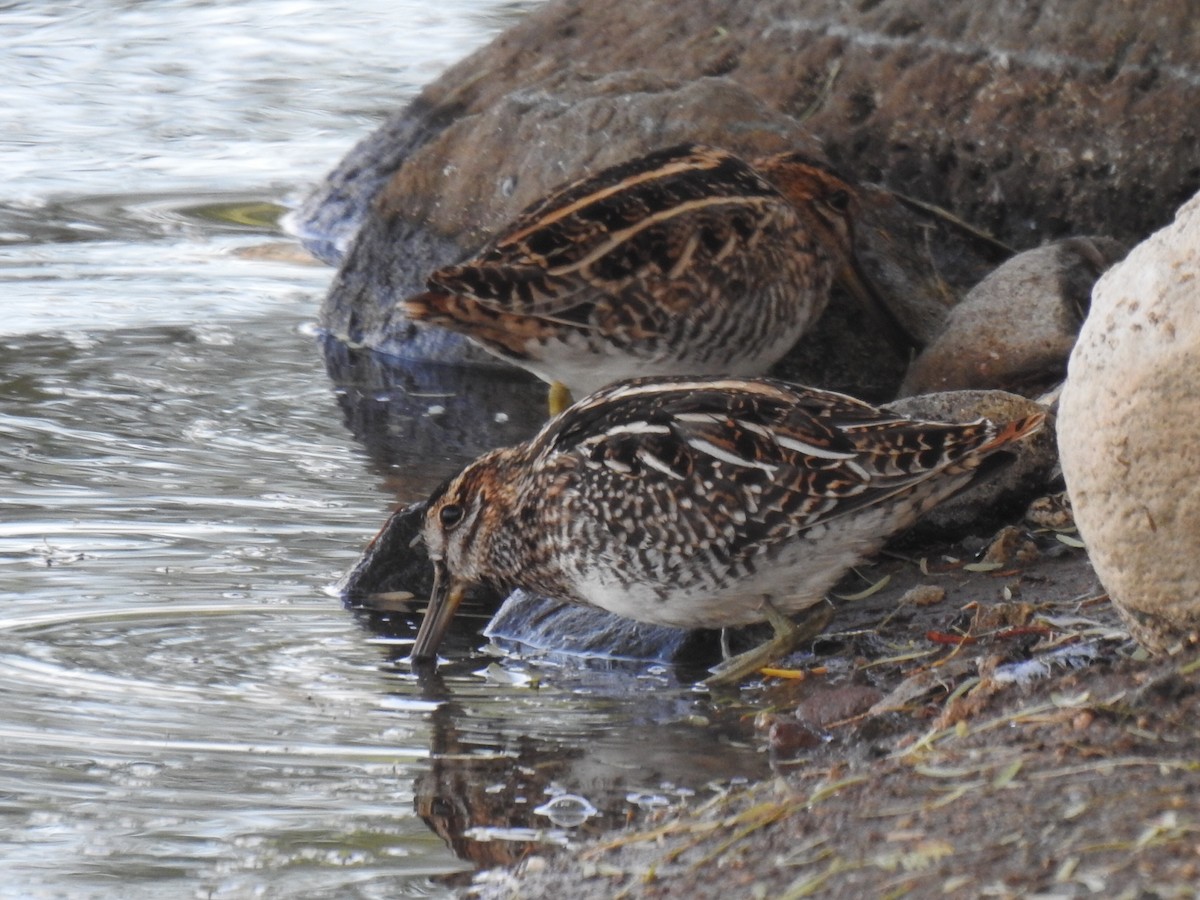 Wilson's Snipe - ML611168331