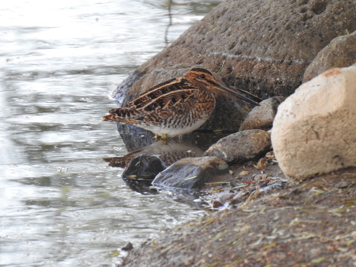 Wilson's Snipe - ML611168332