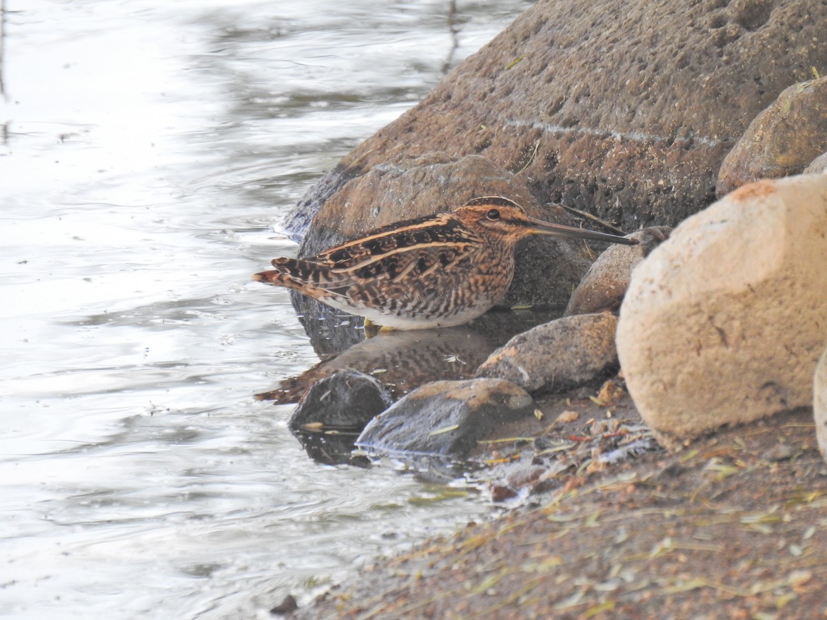 Wilson's Snipe - ML611168344