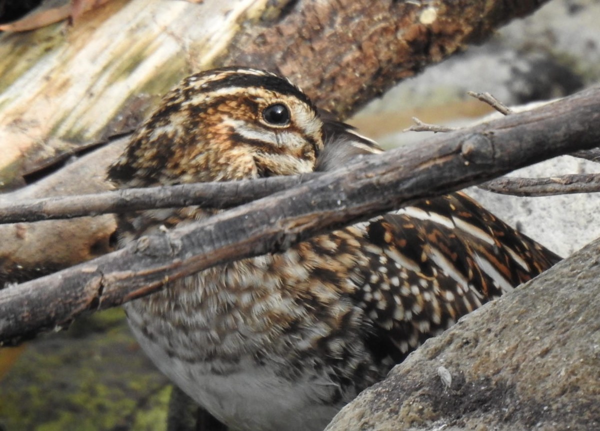 Wilson's Snipe - ML611168373