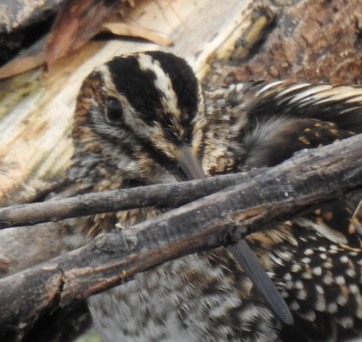 Wilson's Snipe - ML611168375