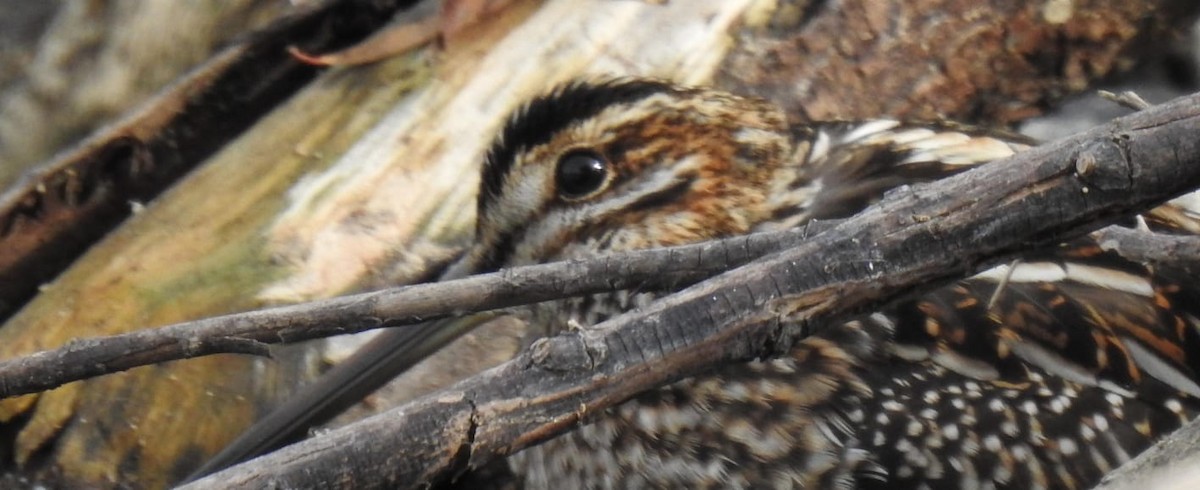 Wilson's Snipe - ML611168377