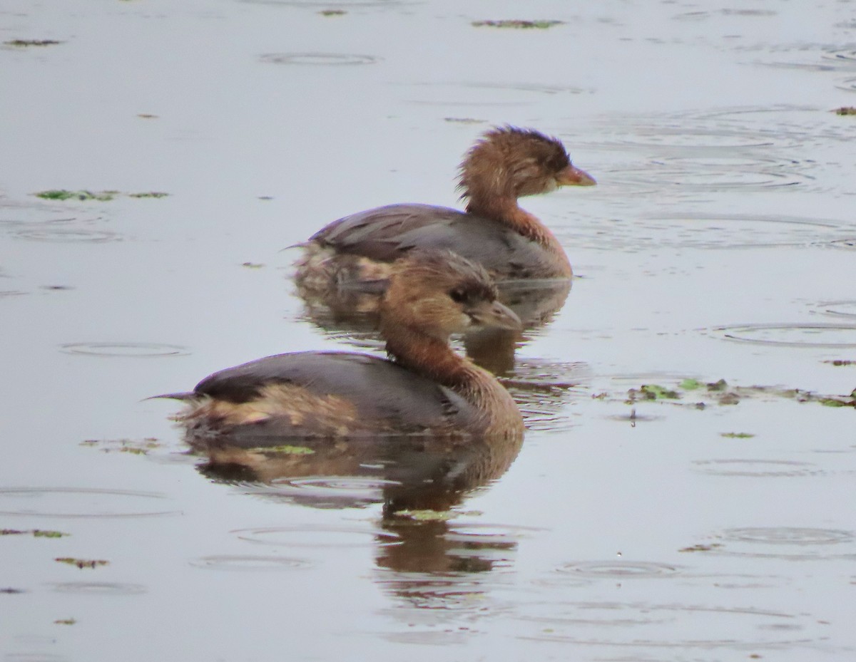 Pied-billed Grebe - ML611168440