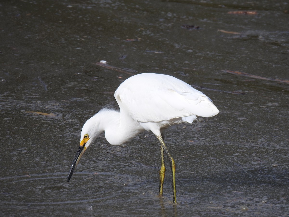 Snowy Egret - ML611168567