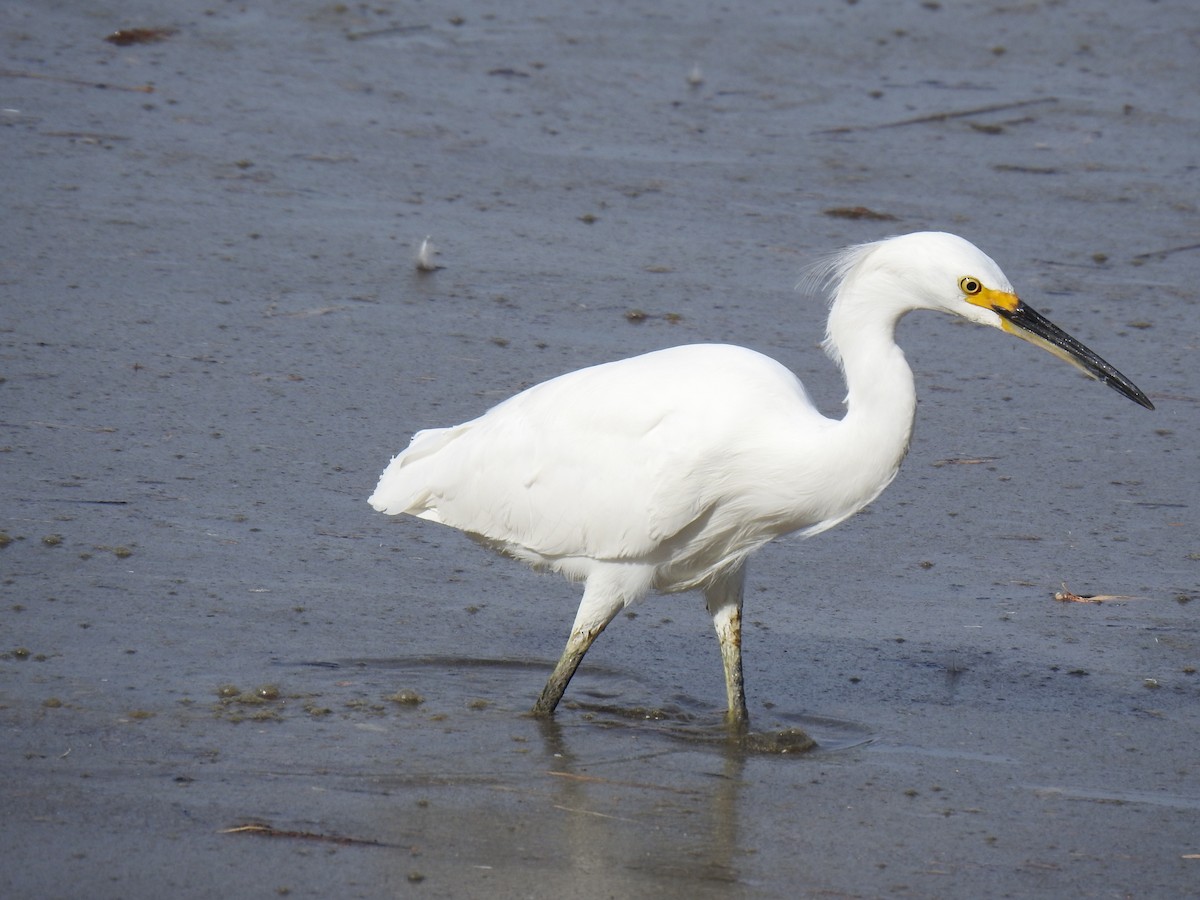 Snowy Egret - ML611168569